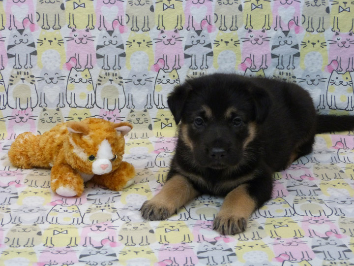 chinook puppy